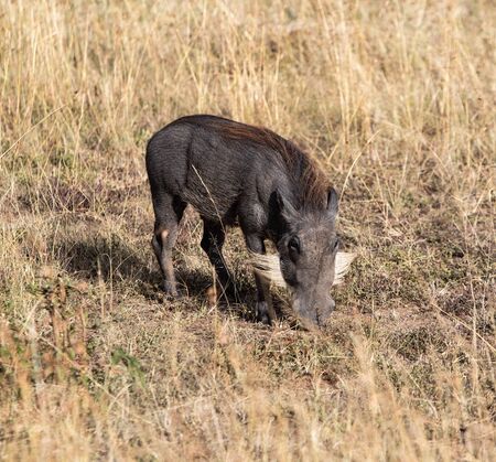 Warthogの写真素材