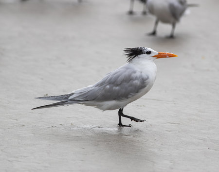Elegant Tern walking on a sandy beachの写真素材
