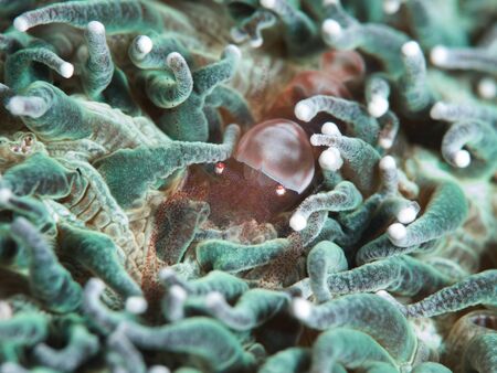 shrimp over green anemone macro underwater color contrast colorfullyの写真素材