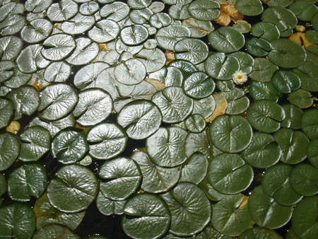 A sun dappled patch of water lily pads, Lake Washington, Seattle,WA  8/19/06のeditorial素材