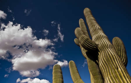 Tall cactus, white clouds and blue sky.のeditorial素材