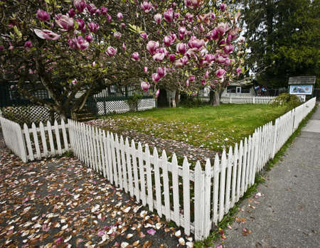 Flowering trees and a white picket fence.のeditorial素材