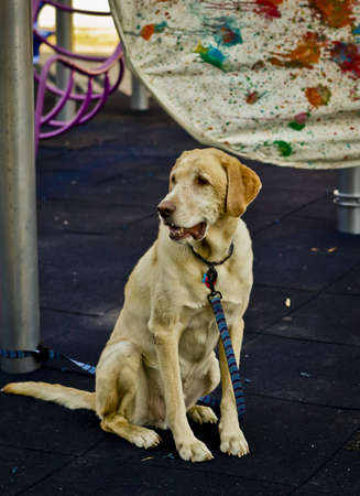 An art dogのeditorial素材