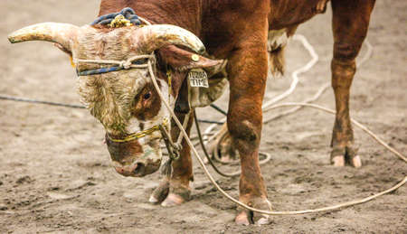 Mexican Rodeo Bull, Monroe, Washington, November 2013 の写真素材
