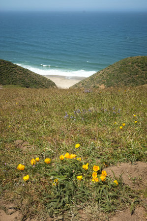Point Reyes National Seashore,CA,Tomales Pointの写真素材