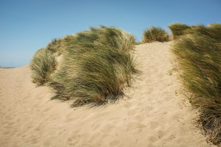 Point Reyes National Seashore,CA, dune grass の写真素材
