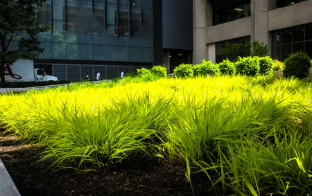 vivid green grass in an urban settingのeditorial素材