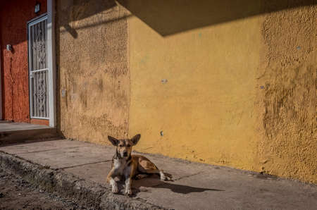 San Blas, Mexico dog.の写真素材