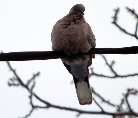 Frozen pigeon on power line cableの写真素材