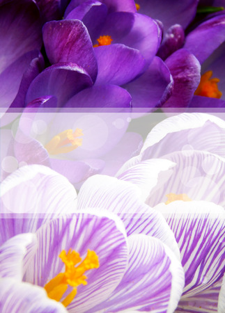 Crocus spring cardの写真素材