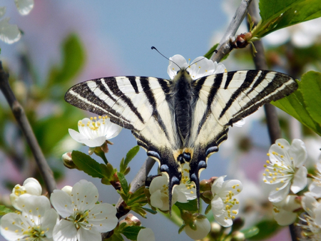 Butterfly on the plum flowerの写真素材