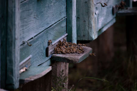 Bees in front of the entrance to the hiveの写真素材