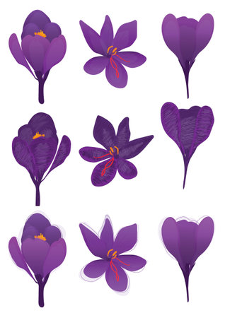 Set of purple crocus flowers isolated on white background. Vector illustration.のイラスト素材