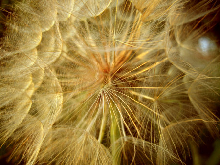 Natural photography close-up taken photo of Dandelion blow ball flowerの写真素材
