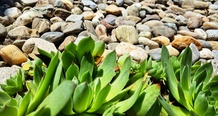 Closeup detailed photo of houseleek plant grown over the pebbles terrainの写真素材