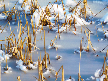 Winter scene close up photo of yellow color cane and other lake plantsの写真素材