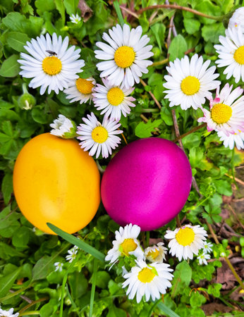 Two Easter eggs, yellow and pink color in the grass and Common daisy flowersの写真素材