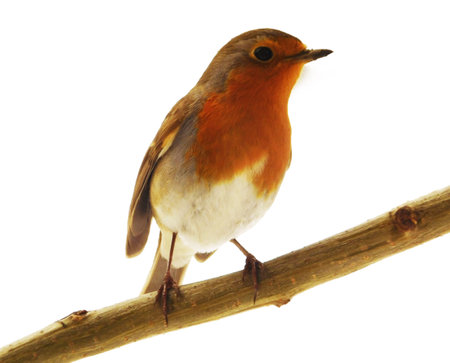 Close-op photo of Red Robin bird standing on a branch, isolated on a white backgroundの写真素材