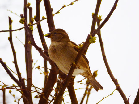 Close-up photo of a sparrow which standing on a tree branch and picked a leaf