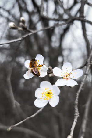 Close-up vertical photo of a bee on a white flower, with grayscale background and colored bee and flowers.の写真素材