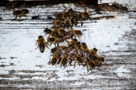A close-up view of a group of honeybees clustered together on a weathered, white-painted wooden...