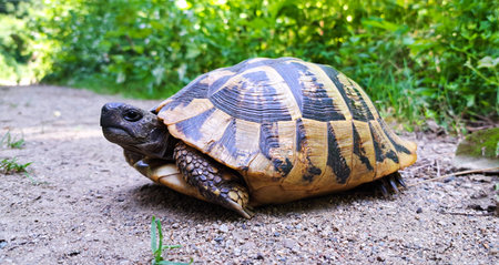 Close-up of a Hermann's tortoise on a dirt path, captured from a low angle with a sharp focus on its...