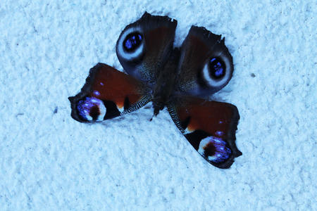 And Butterfly On A Wallの写真素材