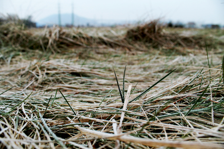 A frozen fieldの写真素材