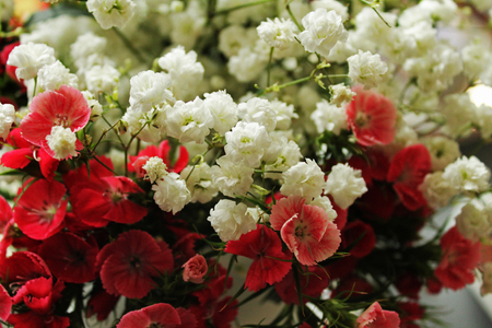 Flowersの写真素材