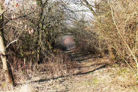 The way in a forestの写真素材