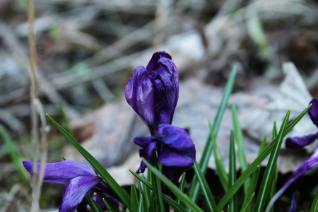 Purple flower in the gardenの写真素材