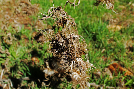 The dry flowerの写真素材