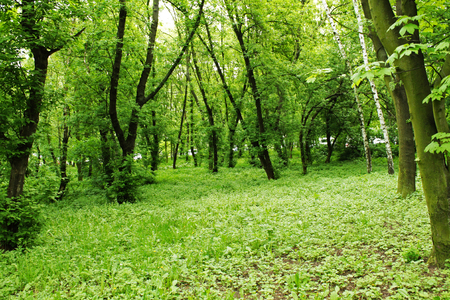 the forestの写真素材