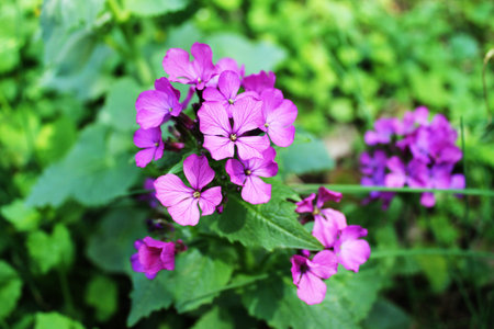 The flowers
