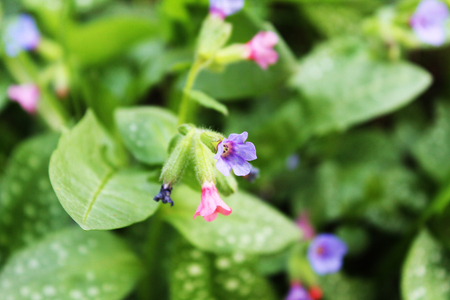 The flowersの写真素材