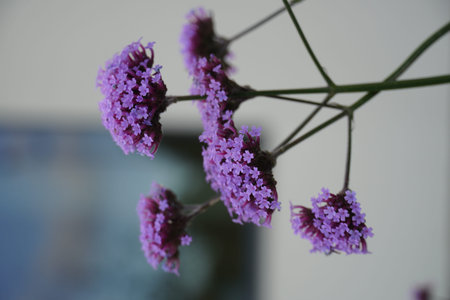 Purple flowers blooming during late afternoon light