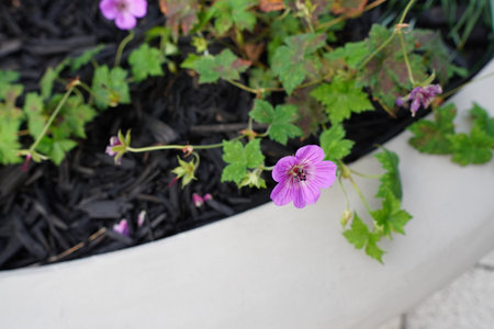 Colorful lilac, purple flowers bloom in a stylish planter during sunny spring afternoon in a serene...