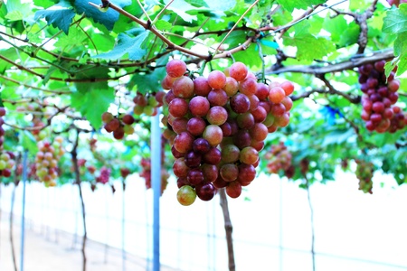 Bunch of grapesの写真素材