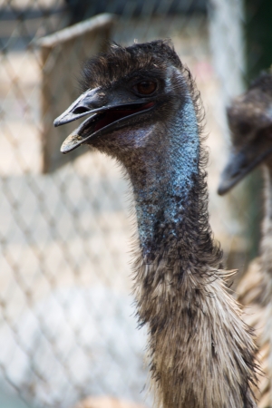 Close up of Emu Ostrichの写真素材