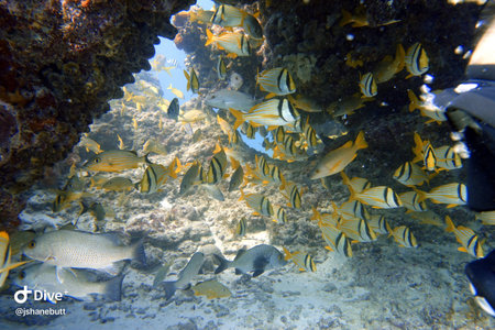 An underwater photo of a Porkfish or Anisotremus virginicus, which is a species of grunt native to...