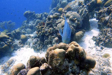 An underwater photo of a Parrotfish swimming around the rock and coral reefs in the ocean. ...