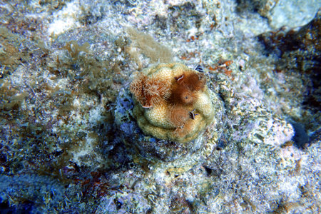 Spirobranchus giganteus, commonly known as Christmas tree worms, are tube-building polychaete worms...