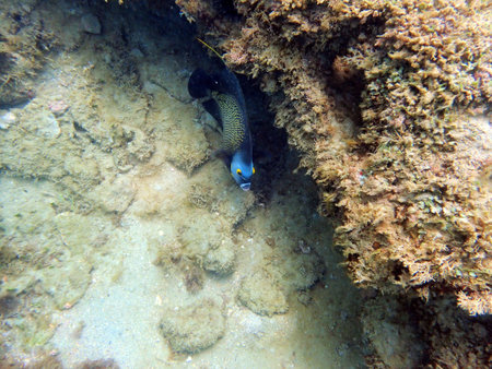 A beautifully colored French Angelfish swimming around the rock and coral reefs in the ocean. ...