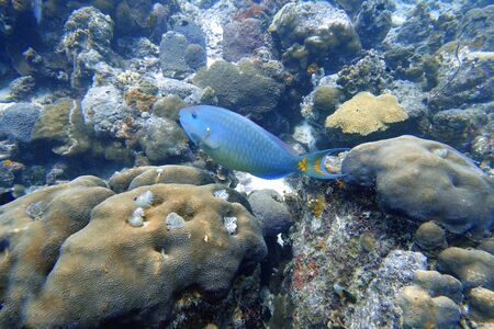 An underwater photo of a Parrotfish swimming around the rock and coral reefs in the ocean.  Parrotfish are a colorful group of marine species (95) found in relatively shallow tropical and subtropical oceans around the world.の写真素材