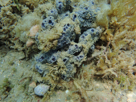 Corals are marine invertebrates within the class Anthozoa of the phylum Cnidaria. They typically...