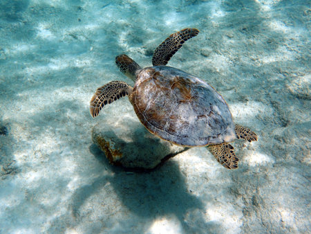 An underwater photo of a Sea Turtle.  Sea turtles, sometimes called marine turtles, are reptiles of...