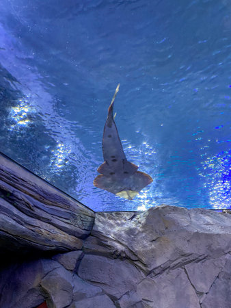Orlando, FL/USA-7/12/20: A guitar fish swimming in a tank above people at an fish exhibit at Seaworld in Orlando, FL.のeditorial素材