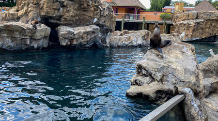 Orlando, FL/USA-7/12/20: A Sea Lion resting on a rock at the Pacific Point Preserve area at Seaworld...