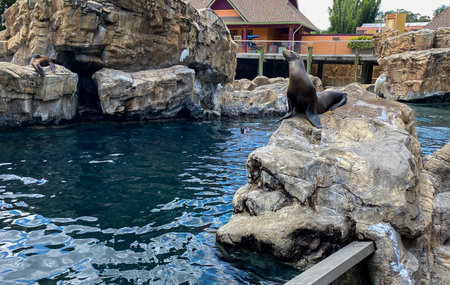Orlando, FL/USA-7/12/20: A Sea Lion resting on a rock at the Pacific Point Preserve area at Seaworld in Orlando, Florida.のeditorial素材
