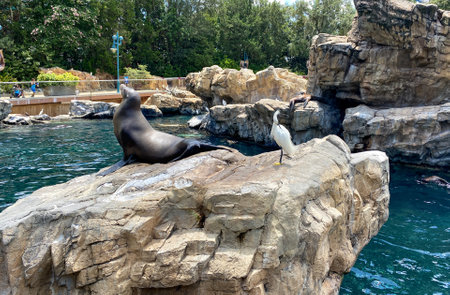 Orlando, FL/USA-7/12/20: A Sea Lion resting on a rock at the Pacific Point Preserve area at Seaworld in Orlando, Florida.のeditorial素材